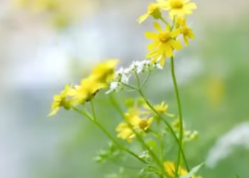 F1712001 嚣张婆婆仗势欺人 远嫁儿媳泪流满面 丈夫一句话让她无地自容 part2